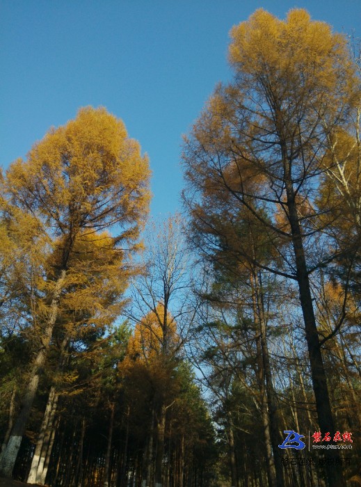 磐石美丽的秋天--东山公园