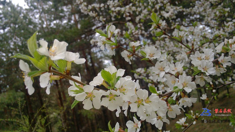 夏天山里的春色