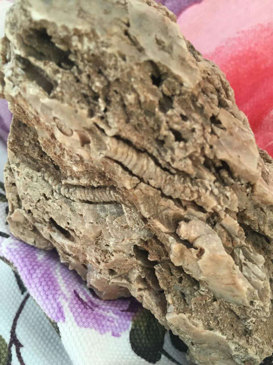 磐石发现的虫化石
