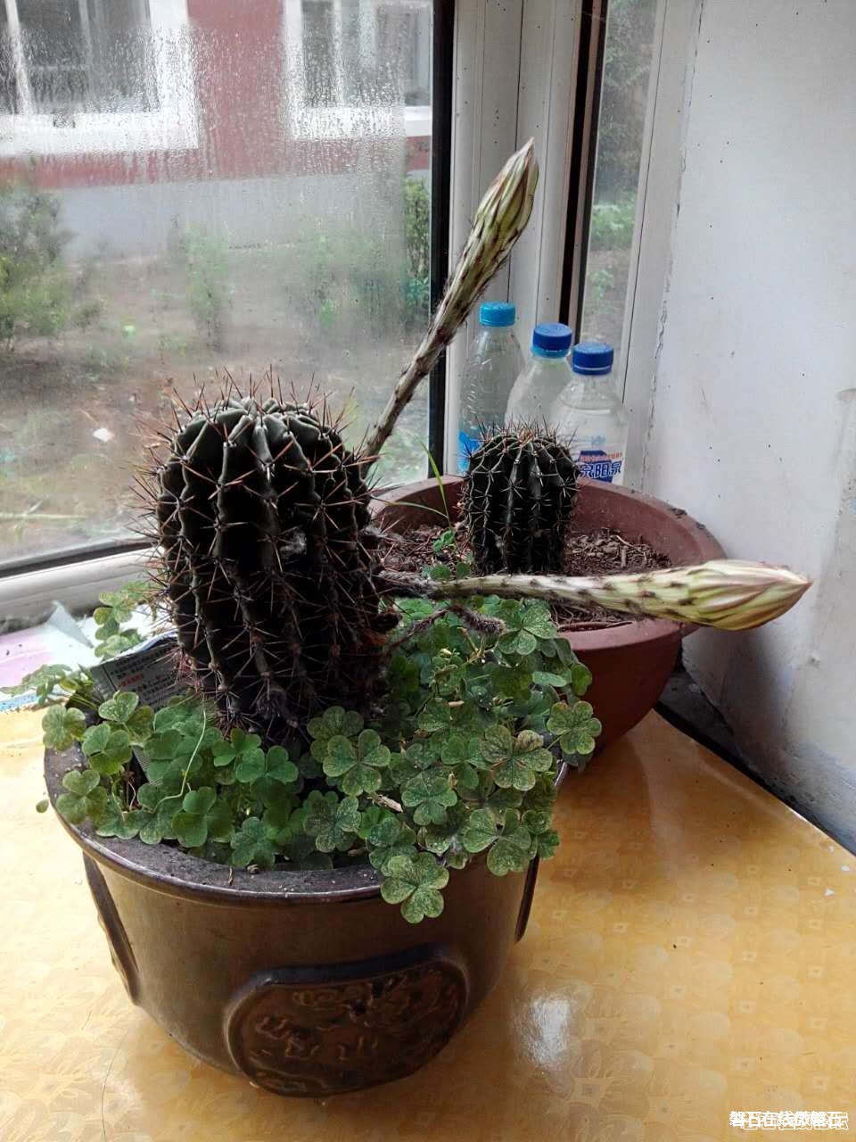 【奇】难得一见，仙人球开花了。