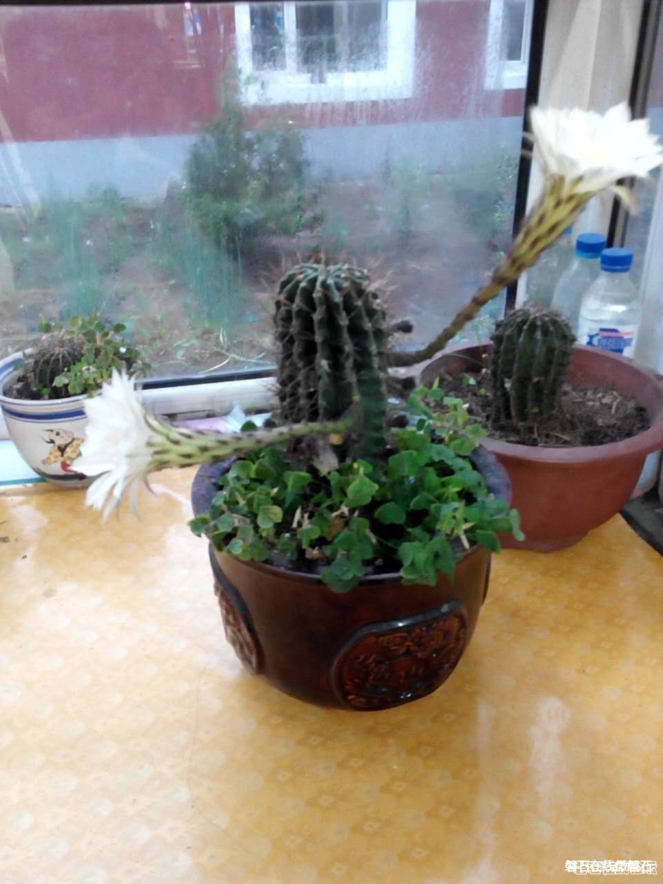 【奇】难得一见，仙人球开花了。