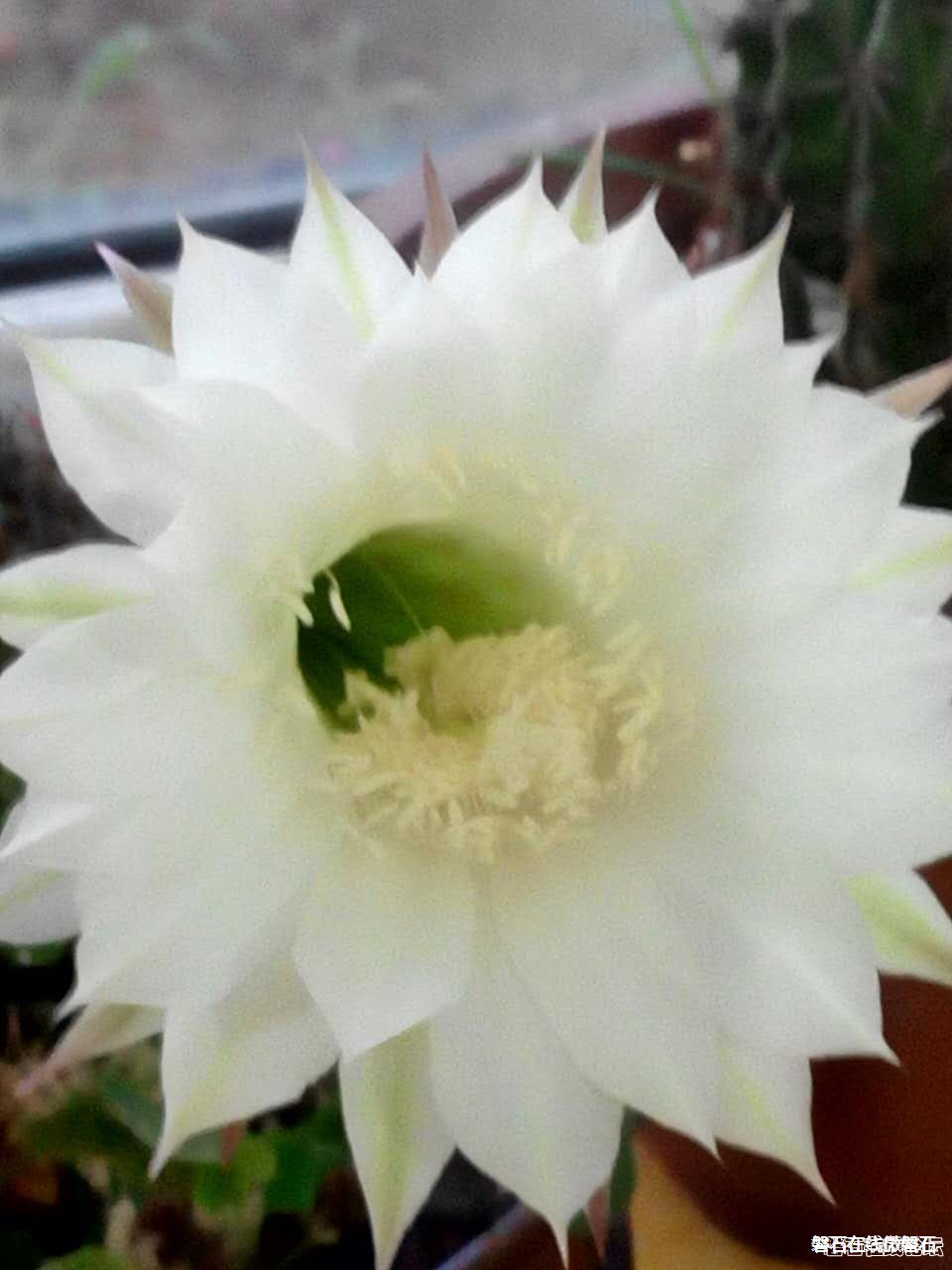 【奇】难得一见，仙人球开花了。