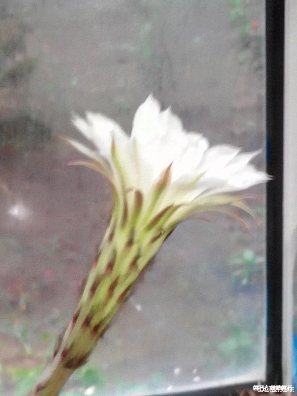 【奇】难得一见，仙人球开花了。