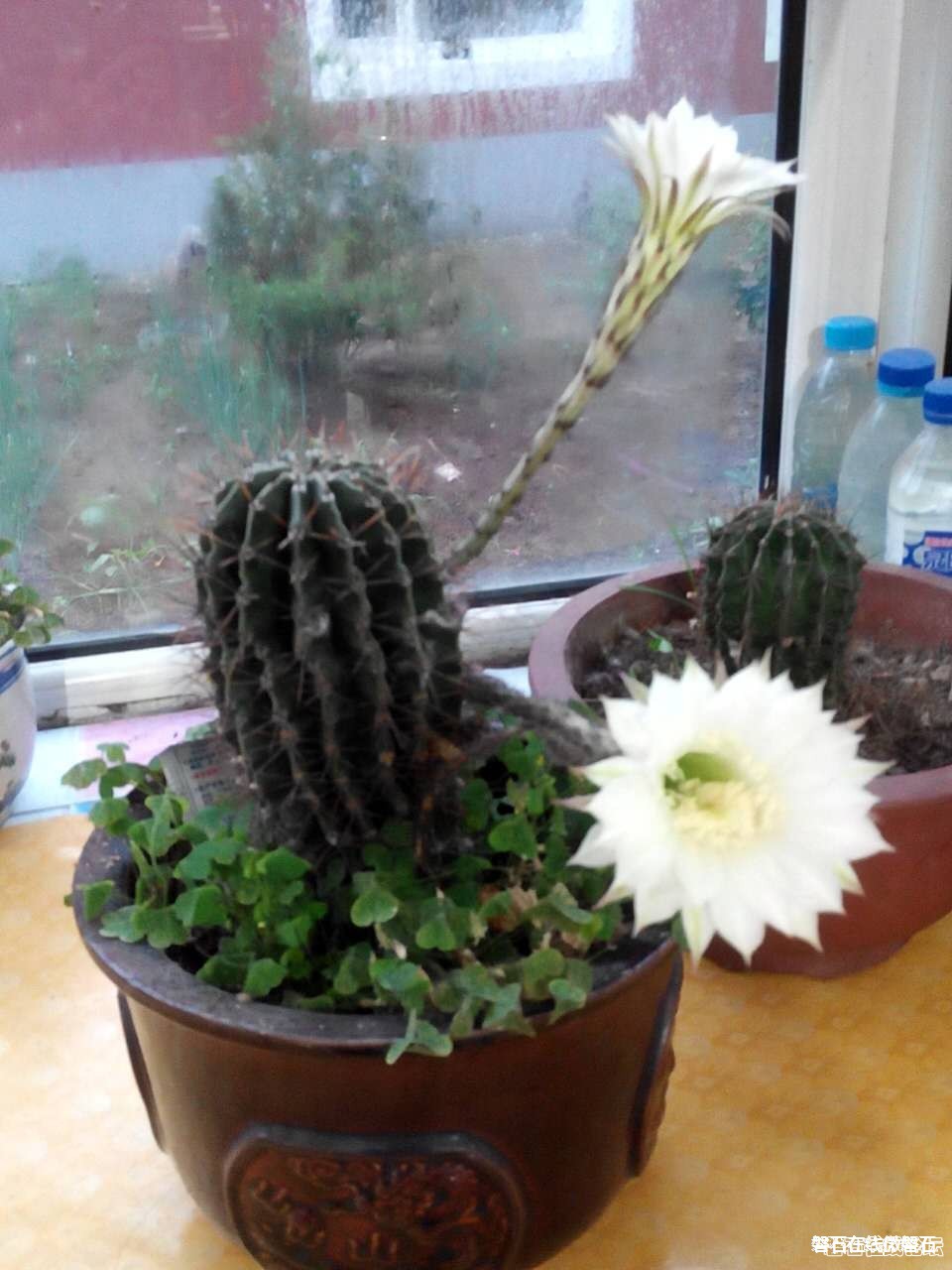 【奇】难得一见，仙人球开花了。