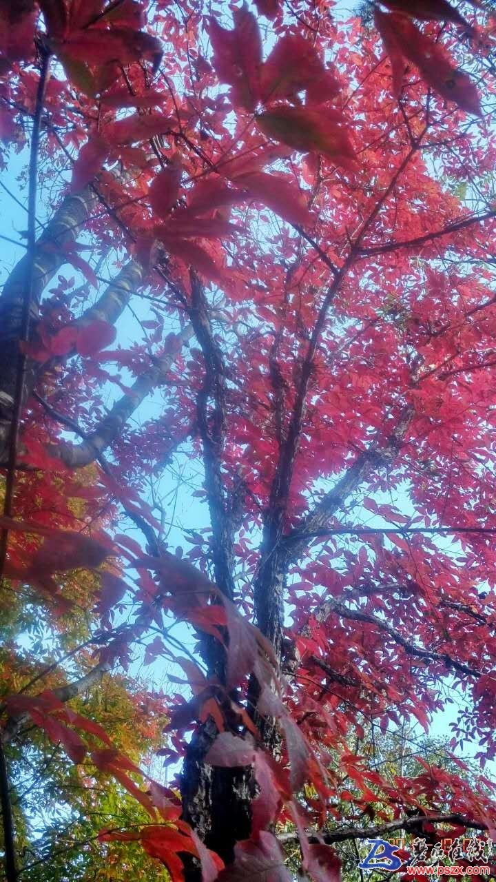 wechat_upload150742997659d98e58974f1